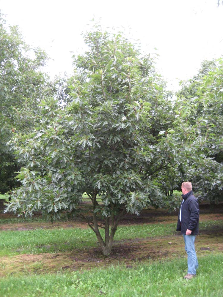 quercus-rubra-red-oak-deepdale-trees